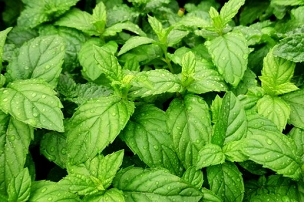 Mentha x piperita - Peppermint